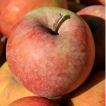 四川大凉山丑苹果 2.5kg 应季新鲜水果脆甜冰糖心萍果 8斤大果（16-18颗）